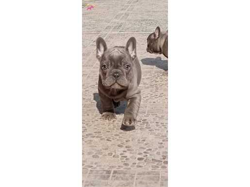 Topaç gibi yavrularım 