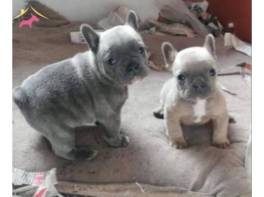 Blue ve blue fawn bebeklerimiz 