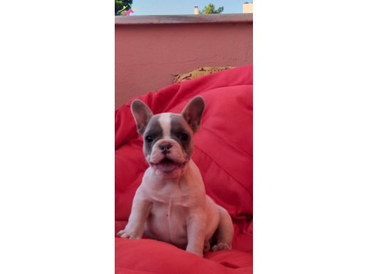 Minik tosuncuklar ailelerini beklıyor