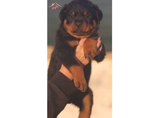 ONLAR DUNYA ŞAMPİYON EVLATLARI