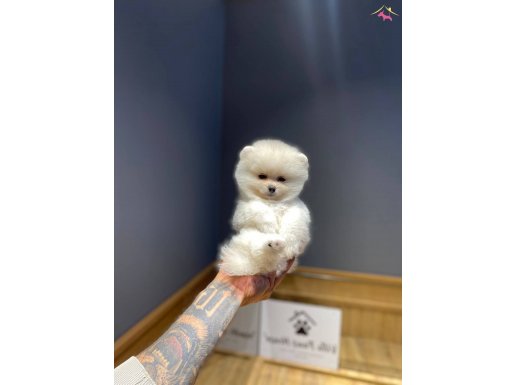 Orjinal sağlık garantili bebeklerim