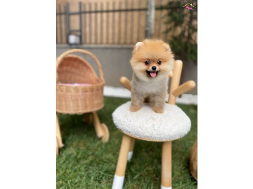 Ayı surat ırk garantili bebeklerim