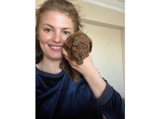 Kore Ve Toy Bebeklerim