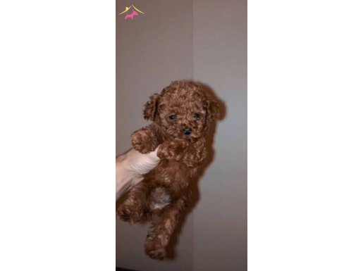 Tea Cup Irk ve Kilo garantili bebeklerimiz