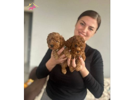 Bir Avuç Mutluluklar 