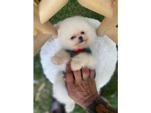 BEBEK SURATLI BOO'LARIM