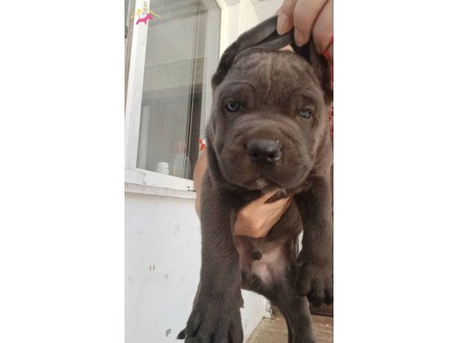 DEV ANATOMI CORSOLARIM