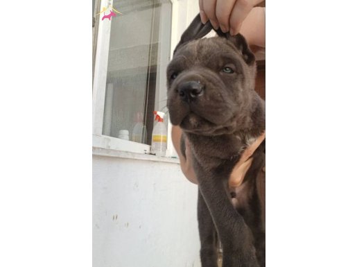 DAHA İYİSİ OLANA KADAR..