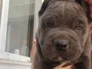 DEV ANATOMI CORSOLARIM