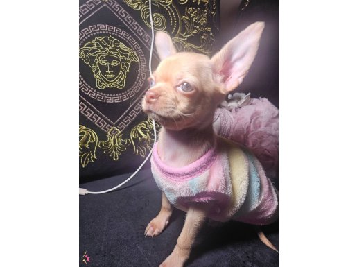 Sosyal Ortamın Yıldızı: Mavi Gözlü Mikro Chihuahua