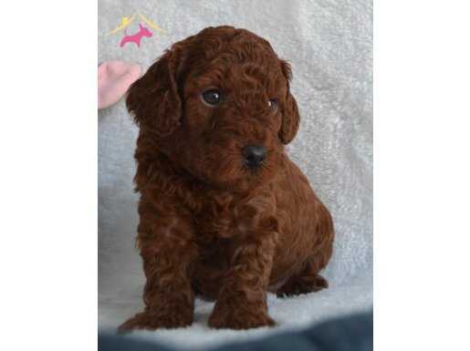 Dark Red Toy Poodle Yavrular Sahibini Arıyor