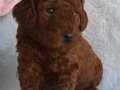 Dark Red Toy Poodle Yavrular Sahibini Arıyor