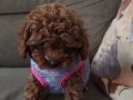 Dark Brown Kore Toy Poodle Yavrularımız Sahiplerini Bekliyor