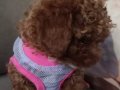 Dark Brown Kore Toy Poodle Yavrularımız Sahiplerini Bekliyor