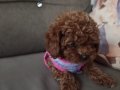 Dark Brown Kore Toy Poodle Yavrularımız Sahiplerini Bekliyor
