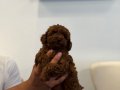 Kore Toy Poodle Bebekler Sahibini Bekliyor