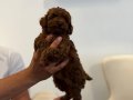 Kore Toy Poodle Bebekler Sahibini Bekliyor