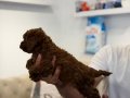 Kore Toy Poodle Bebekler Sahibini Bekliyor