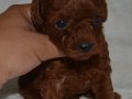 Tea Cup Dark Red Toy Poodle Yavrularımız Sizlerle