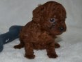 Tea Cup Dark Red Toy Poodle Yavrularımız Sizlerle