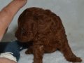 Tea Cup Dark Red Toy Poodle Yavrularımız Sizlerle