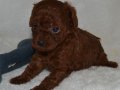Tea Cup Dark Red Toy Poodle Yavrularımız Sizlerle