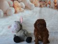 1.800 gram baba ve 3 kg anneden Uygun Toy Poodle Yavruları