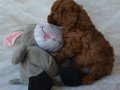 1.800 gram baba ve 3 kg anneden Uygun Toy Poodle Yavruları