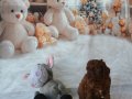 1.800 gram baba ve 3 kg anneden Uygun Toy Poodle Yavruları