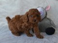1.800 gram baba ve 3 kg anneden Uygun Toy Poodle Yavruları