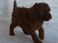 Irk Garantili & Sağlıklı Safkan Toy Poodle Yavruları 