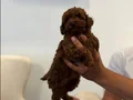 Irk Garantili & Sağlıklı Safkan Toy Poodle Yavruları 