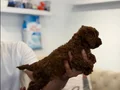 Irk Garantili & Sağlıklı Safkan Toy Poodle Yavruları 