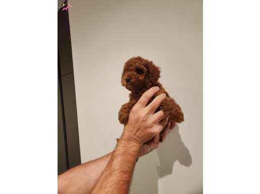 2 aylık kore toy poodle 