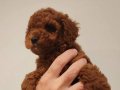 2 aylık kore toy poodle 
