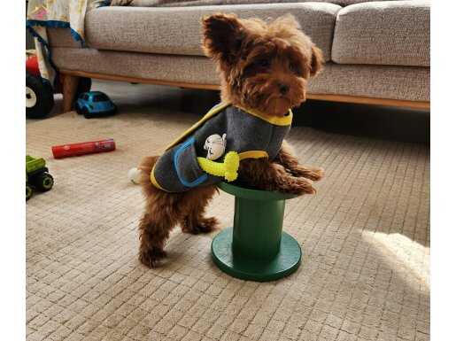 Mükemmel güzellikteki maltipoo yavrularımız 