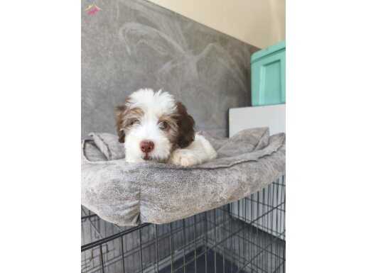 Ücretsiz sadece Ankara içine verilecektir 