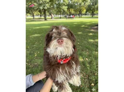 Ücretsiz sahiplendirme 