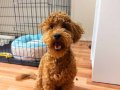 Sevgi Dolu 6 Aylık Toy Poodle Yeni Ailesini Arıyor