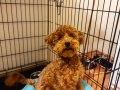 Sevgi Dolu 6 Aylık Toy Poodle Yeni Ailesini Arıyor