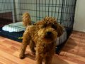 Sevgi Dolu 6 Aylık Toy Poodle Yeni Ailesini Arıyor