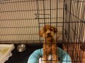Sevgi Dolu 6 Aylık Toy Poodle Yeni Ailesini Arıyor