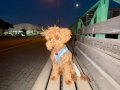 Sevgi Dolu 6 Aylık Toy Poodle Yeni Ailesini Arıyor