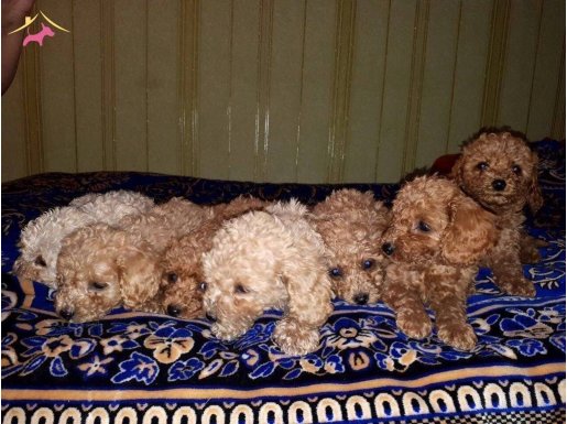 MÜKEMMEL SAFKAN TOY POODLE YAVRULARI VONALP GARANTİSİYLE