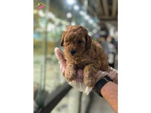 MÜKEMMEL SAFKAN POODLE YAVRULARI VONALP GARANTİSİYLE