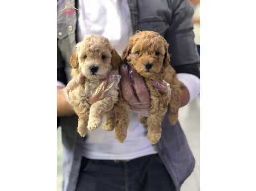 SAFKAN POODLE YAVRULARI VONALP GARANTİSİYLE
