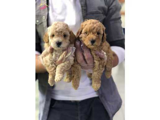 SAFKAN TOY POODLE YAVRULARI VONALP GARANTİSİYLE