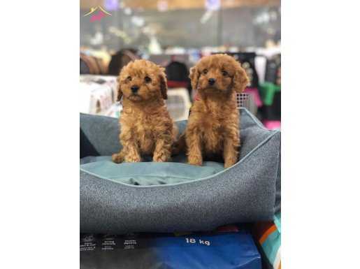 MÜKEMMEL SAFKAN POODLE YAVRULARI VONALP GARANTİSİYLE