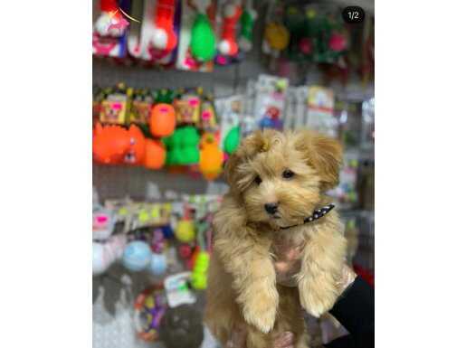 ORİJİNAL MALTİPOO YAVRULARI VONALP GARANTİSİYLE 