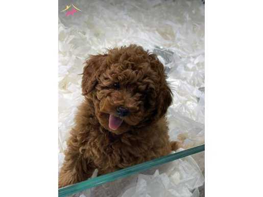 MÜKEMMEL SAFKAN TOY POODLE RED YAVRULARI VONALP GARANTİSİYLE